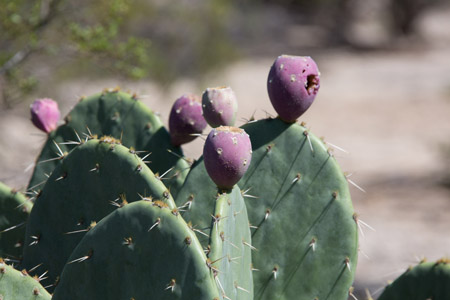 saguaro np east-17